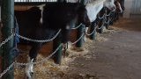 Cours d'équitation