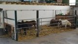 Cours d'équitation